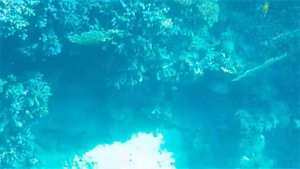 Плывём на риф из отеля IBEROTEL PALACE 5*