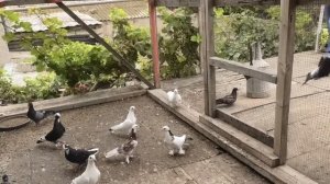 Бакинские голуби Эльмана в Баку Романы!