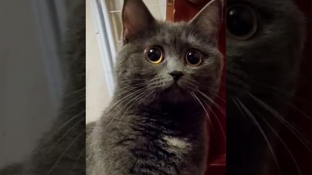 Подборка для Выходных ??? #смешныеживотные