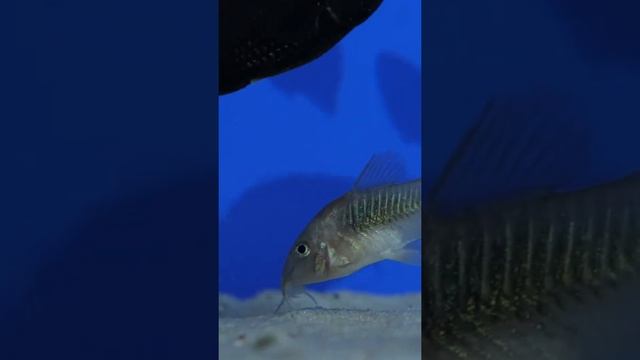 Топ аквариумных помощников #Shorts смотреть онлайн