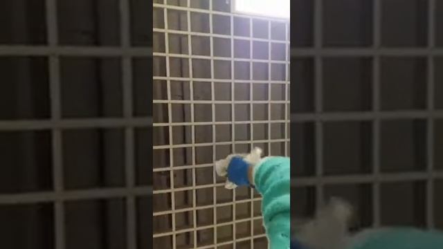 Процесс уборки клининговой компанией "Хоум-Клининг"