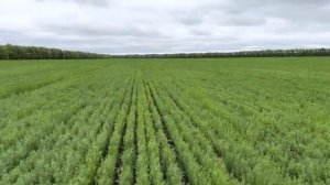 Лен масличный 22.05.2023. ЗАО «Кировский конный завод».