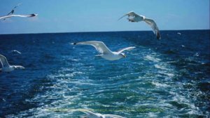 КОГДА ТЕБЯ НЕТ... стихи С.Хохловой, муз.и исп.Ю.Волкова (г.Тюмень)