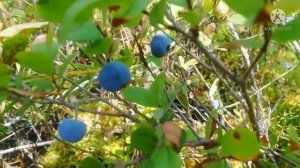 Голубица или голубика - целебная ягода Сибири #голубица #голубика #ягоды #ягодные_кустарники