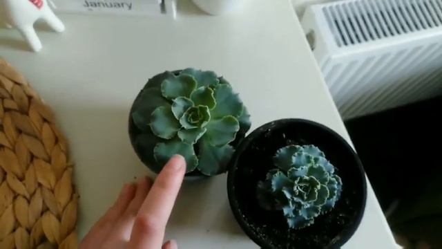 Эхеверия Шавиана обычная VS Гибрид #succulents #суккуленты #эхеверия #суккулент #шавиана