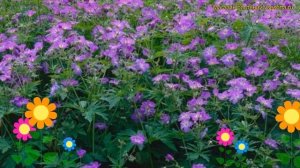Герань лесная Майфлауэр. Краткий обзор, описание характеристик geranium sylvaticum Mayflower