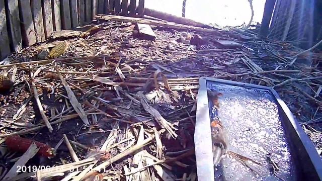 Вольер для фазанов смотреть онлайн