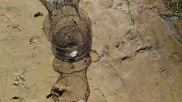 Голавлик и подлещик на фидер в Клязьме смотреть онлайн