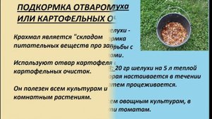 Самые лучшие органические подкормки для рассады и комнатных растений.