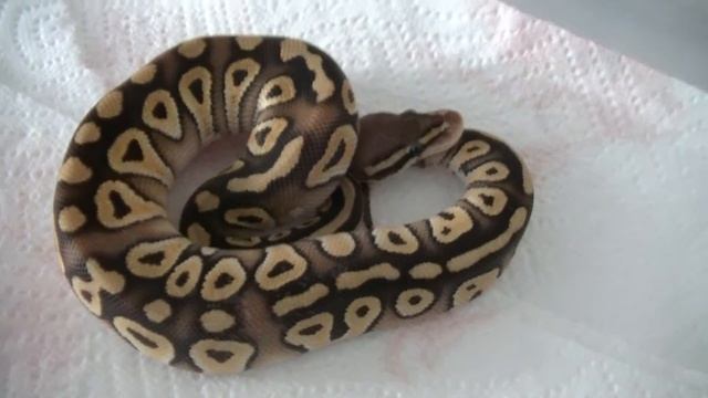 2014 Pastave (pastelxmojave) Ball Python male #1 смотреть онлайн