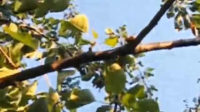 мегаоса или японский шершень смотреть онлайн