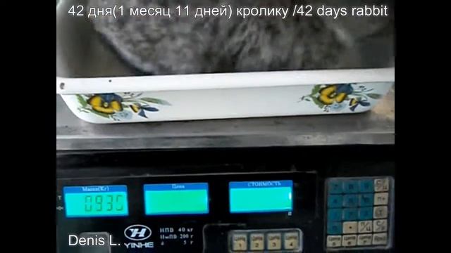 Развитие кролика по дням. 42 дня (1 месяц 11 дней) кролику Ютубик/42 days rabbit Youtubik смотреть онлайн