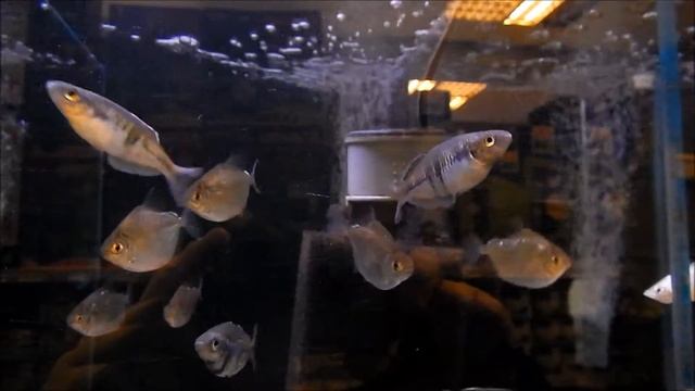 аквариумные рыбки, Меланотения Боэсмана, Melanotaenia boesemani цены на аквариумных рыбок смотреть онлайн