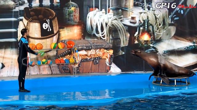 "Дельфины рассказывают сказки" Представление в Дельфинарии "Морская звезда" г. Сочи п. Лазаревское смотреть онлайн