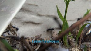 ЛУЧШИЕ муравьи Беларуси. ТОП 5 видов