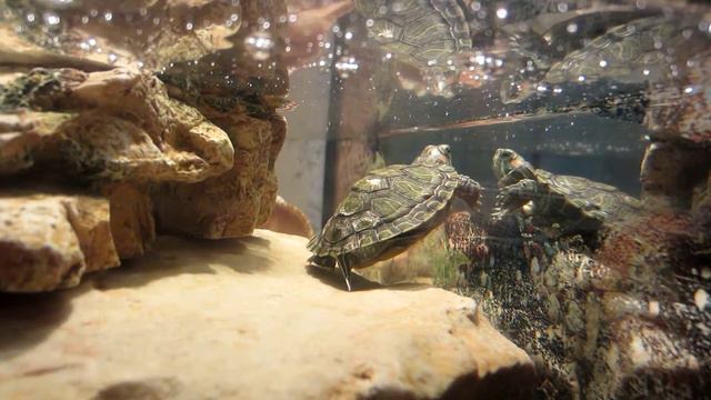 Чепа. Красноухая черепаха. 29.05.2015 - 4. смотреть онлайн