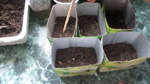 Посадка помидор сухими семенами