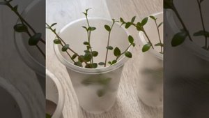 Каллизия: размножение черенкованием