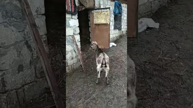 Прогулянка коз породи Ламанча смотреть онлайн