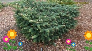 Пихта кефалинийская Мейерс Дварф. Краткий обзор, описание abies cephalonica Meyer's Dwarf