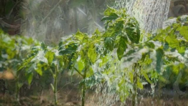 5 причин почему желтеют помидоры в теплице смотреть онлайн