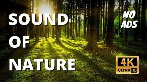 Sounds of nature. Singing birds for relaxation and sleep.