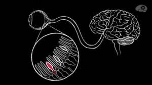 Как мы видим цвета