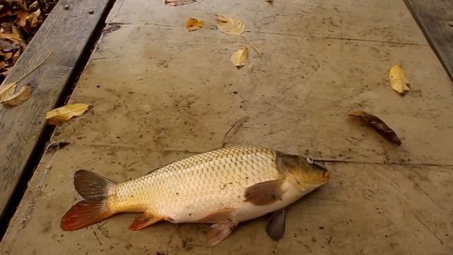 Выращивание карпа в маленьком пруду возле дома, эксперимент. ч8. первый улов. смотреть онлайн