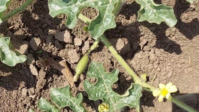 Кавуни будуть не маленькі смотреть онлайн