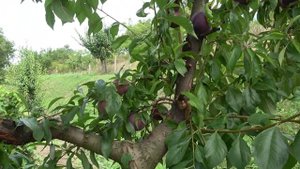 Высокотоварные сливы, долгохранящиеся / Сорта ЭЛЬДОРАДО и РУБИ КРАНЧ