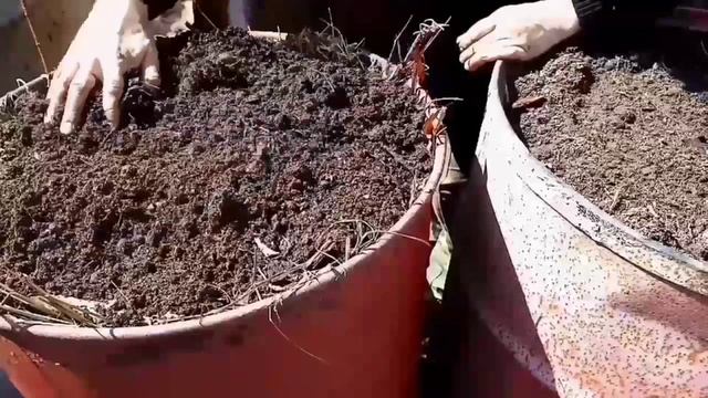 Кабачки в бочках.Способ для богатого урожая кабачков.#папанадаче