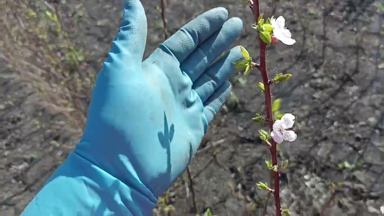 Я увидела чудо на абрикосе полученном от Владимира Цыганова. смотреть онлайн