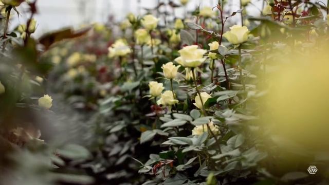 Planting the Seeds of Happiness