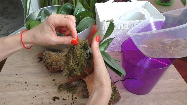 Орхидеи РУСАЛКИ на блок. Групповое размещение. смотреть онлайн