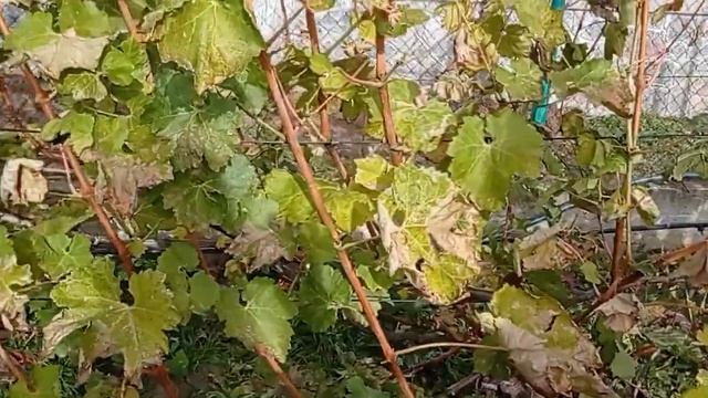 @Виноград новый  Виноград Мелодия  Виноград осенью