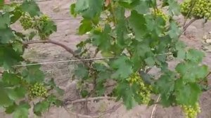 Велес начал окрашиваться. Борьба с оидиумом на ягодах продолжается!