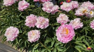 Изумительный розовый пион QUEENBEE / Сад Ворошиловой