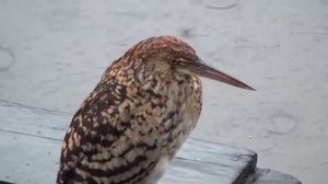 Дикий природа папугай