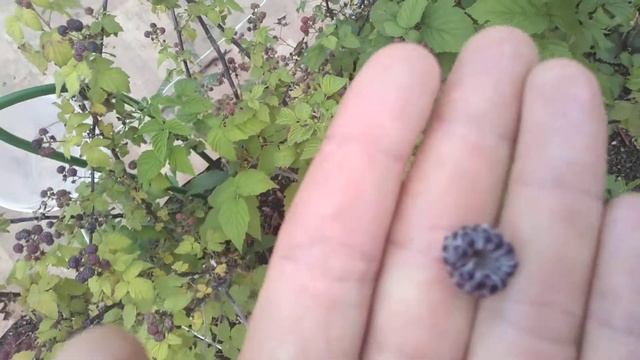 Малина сорт кумберленд смотреть онлайн