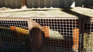 ✔Новое приобретение.Кролики великаны порода Фландр.