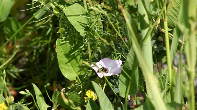 На велосипедах по Кругобайкальской железной дороге смотреть онлайн