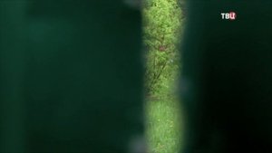 Канал ТВЦ программа Настроение раздел Полезная экономика эфир от 25 мая 2016 | Дача с подвохом