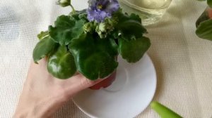 Полив фиалки как поливать фиалочку,верхний нижний фитильный полив