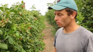 Премьера???Ремонтантный сорт малины ИМАРА. Один из самых вкусных сортов малины.