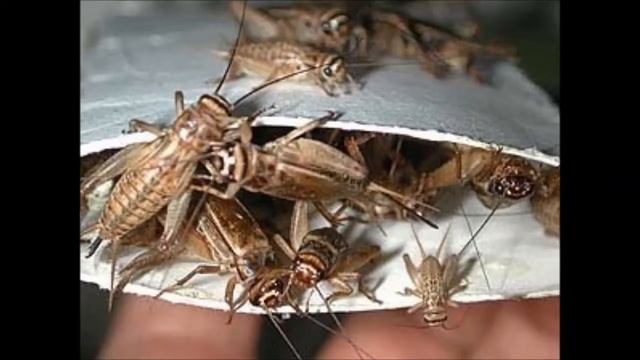 Спасение стрижа смотреть онлайн