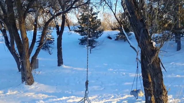 Russian Olive / Eleagnus angustifolia смотреть онлайн