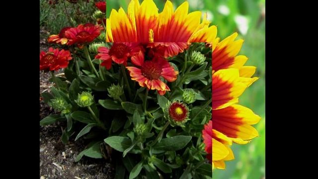 ГАЙАРДИЯ (ГАЙЛЛАРДИЯ)  GAILLARDIA  сем. Сложноцветные