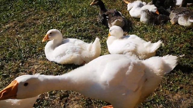 гусята Линда и крупная серая 5 недель смотреть онлайн