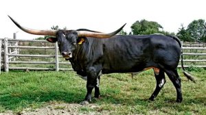 ЗВУК БЫКА !!! 30 минут улетного веселья !!! С НОВЫМ 2021 ГОДОМ !!! МЫЧАНИЕ БЫКА !!!