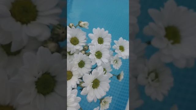 Chrysanthemum Bacardi   #flower #aesthetic #video #chrysanthemumbacardi #daisy #nature #myvideo